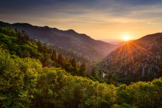 Premium Single Origin Coffee: Savoring Flavor with Sustainability